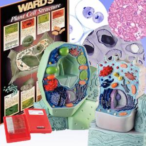 Plant And Animal Cell Bundle