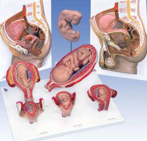 3B Scientific® Reproductive Process Bundle