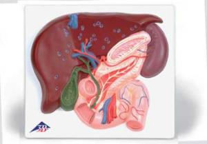 3B Scientific® Liver With Gall Bladder, Pancreas And Duodenum
