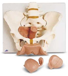 3B Scientific® Female Pelvic Skeleton With Genital Organs