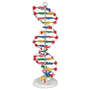 DNA Model pre-assembled
