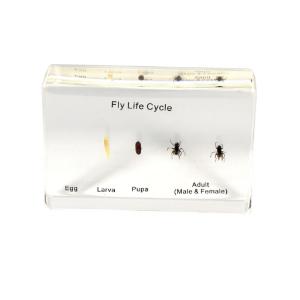 House Fly Life Cycle