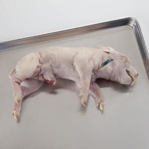 Preserved Fetal Pigs, Injected