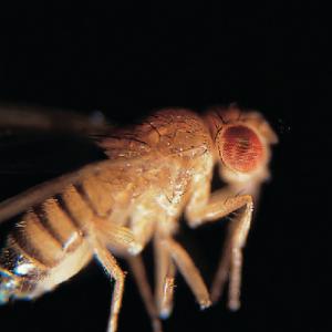 Ward's® Wild Type Fruit Fly (<i>Drosophila melanogaster</i>)