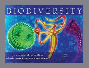 Biology Images and Ideas Posters
