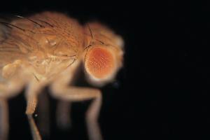 Ward's® Live <i>Drosophila melanogaster</i> - Chromosome I Mutants