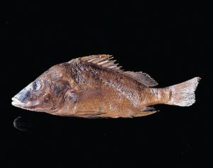 Preserved Mexican Grey Perch