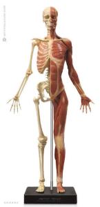 Anatomy Tools® Anatomical Figures, 1:3 Scale