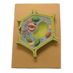Eisco® 4 Part Plant Cell