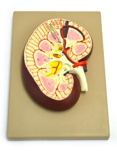 Eisco® Kidney Section