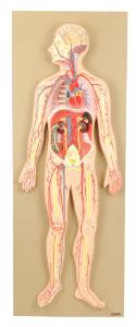 Eisco® Half Size Human Circulatory System