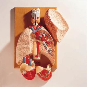 Denoyer-Geppert® Cardiopulmonary System