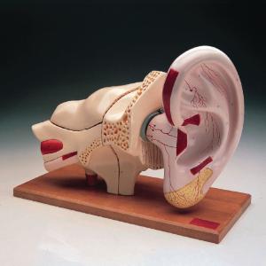 Denoyer-Geppert® Comprehensive Ear Model