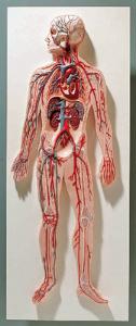 3B Scientific® Introductory Circulatory System