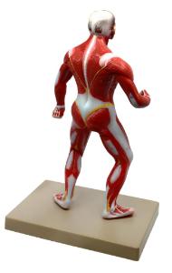 Eisco® mini muscular figure backview