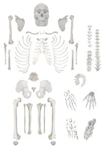 Full disarticulated skeleton
