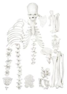 Half disarticulated skeleton