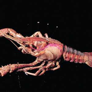 Preserved Southern Crayfish