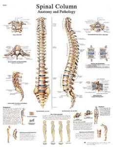 3B Scientific® Spinal Column Chart