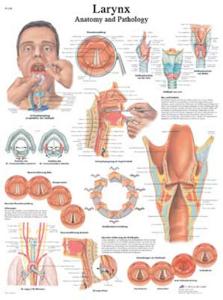 3B Scientific® Larynx Chart
