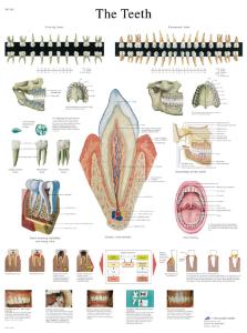 3B Scientific® Teeth Chart