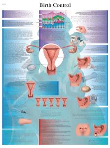 3B Scientific® Contraceptive Chart