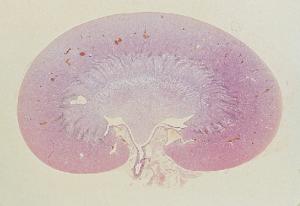Kidney, Small Mammal Slide
