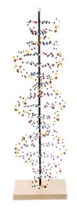 Model DNA molecular kit