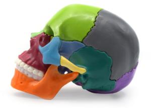 Model mini skull, painted