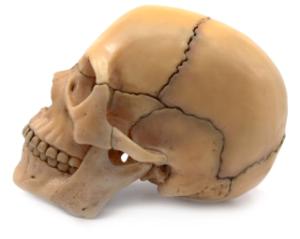Model mini skull, natural