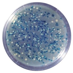 Blue white cloning of DNA fragment