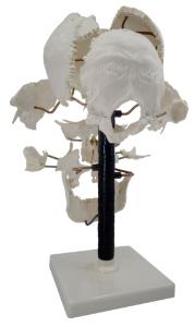 Model skull beauchene, natural