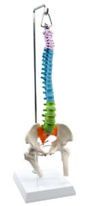 Model spinal with pelvis femur