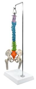 Model spinal with pelvis femur
