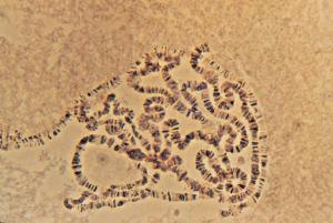 Chromosomes, Drosophila