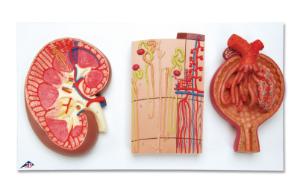 3B Scientific® Kidney Section Models