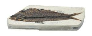 Mesozoic Fish Fossil Replica