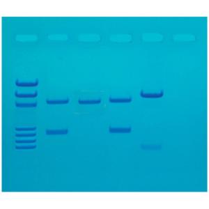 DNA fingerprinting after PCR amplification