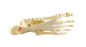 GPI Anatomicals® Basic Foot-Ankle Skeleton Model