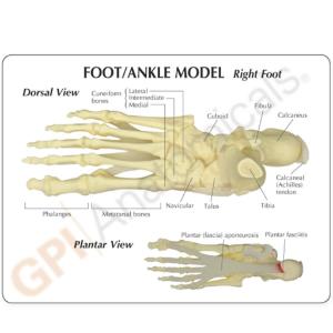GPI Anatomicals® Basic Foot-Ankle Skeleton