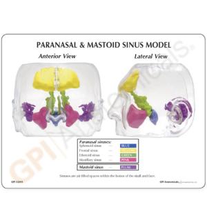 GPI Anatomicals® Clear Sinus Model