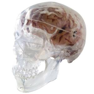 3B Scientific® Transparent Skull