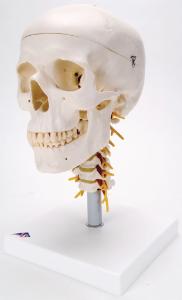 3B Scientific® Classic Skull And Cervical Spine