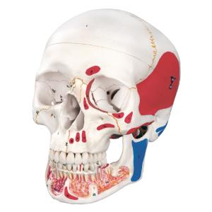 3B Scientific® Numbered Skulls With Open Dentition