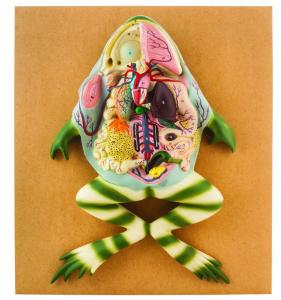 Frog dissection plaque