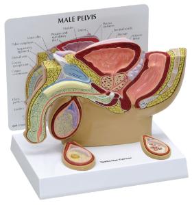 GPI Anatomicals® Basic  Pelvic Models
