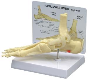 GPI Anatomicals® Basic Foot-Ankle Skeleton