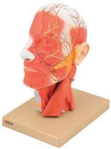Eisco® Human Head And Neck Model