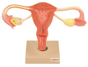 Eisco® Female Reproductive Organs Model