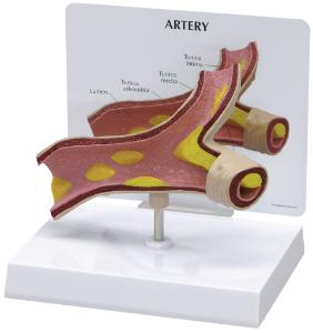 GPI Anatomicals® Introductory Artery Model